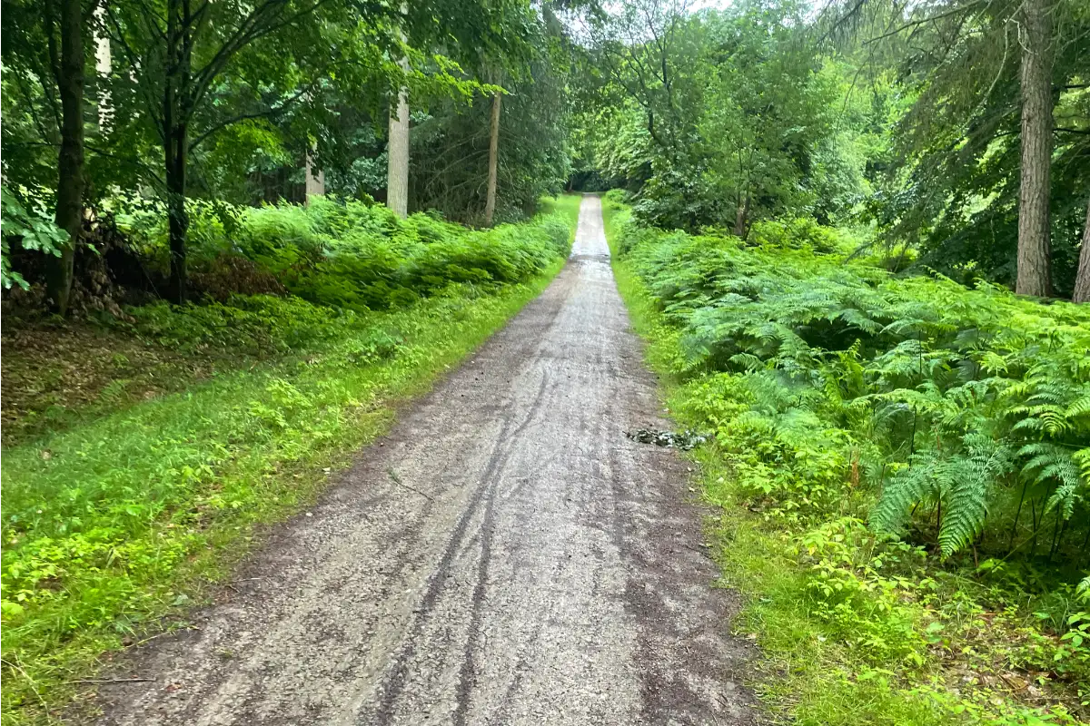 Waldweg mit leuchtend nassgrünem Farn an der Seite