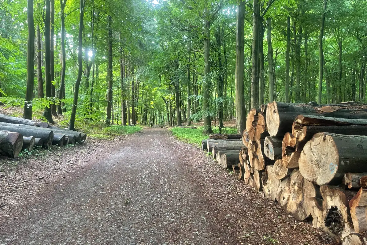 Gefällte Bäume am Wegrand