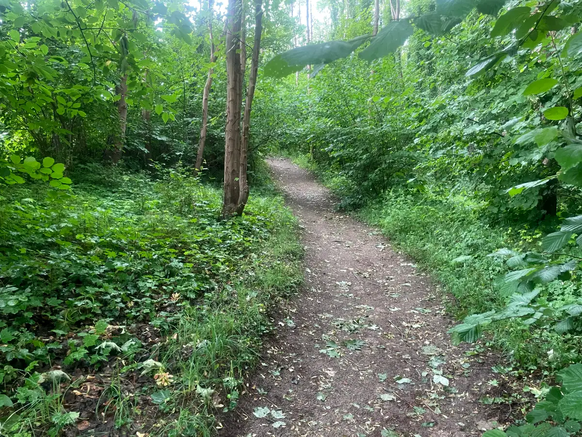 Schmaler Waldweg durch die enge grüne Vegetation