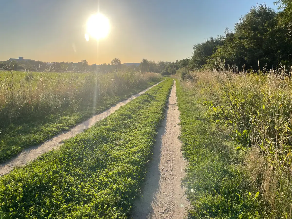 Sonnenaufgang über einem Trampelpfad am Feldrand