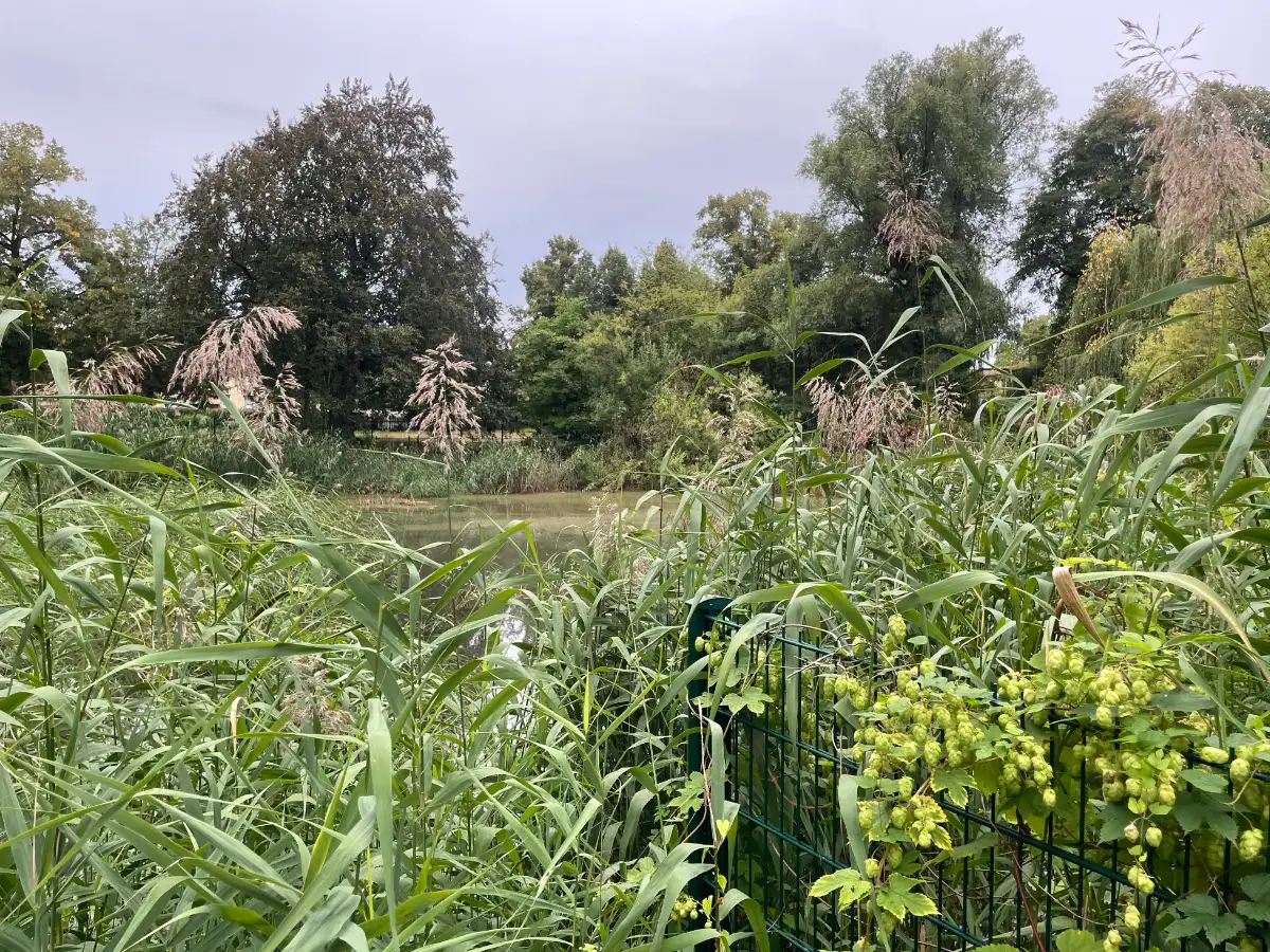 Schild und andere Ufervegetation am Buckower Dorfteich