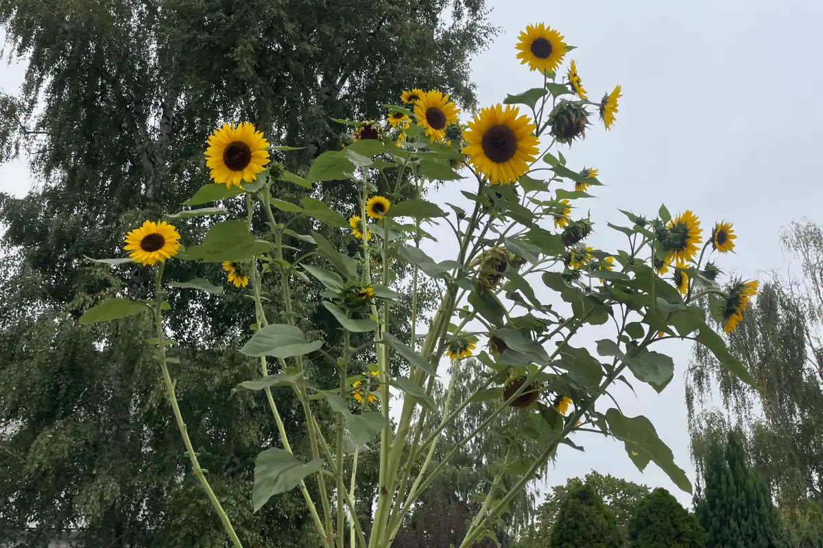 Große Sonnenblumen am Wegesrand