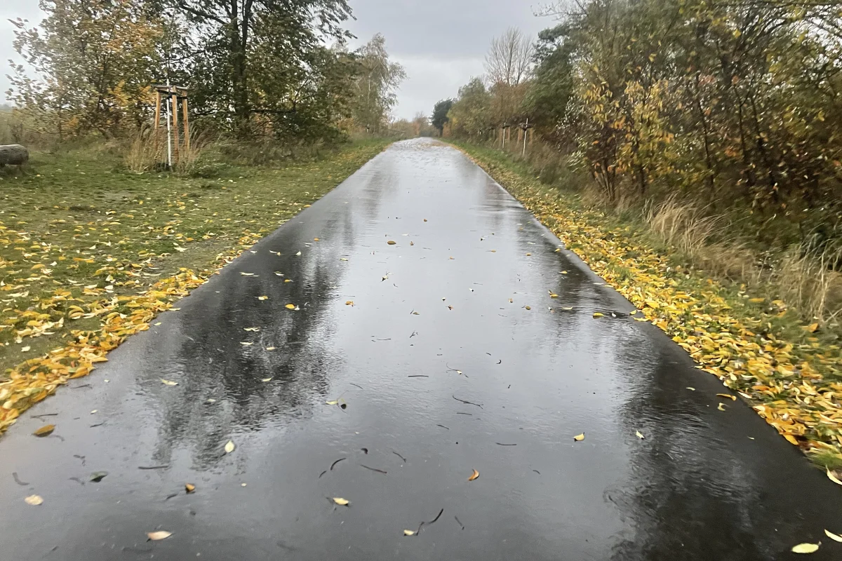Regennasser Asphaltweg, der zwischen Büschen und Bäumen verläuft