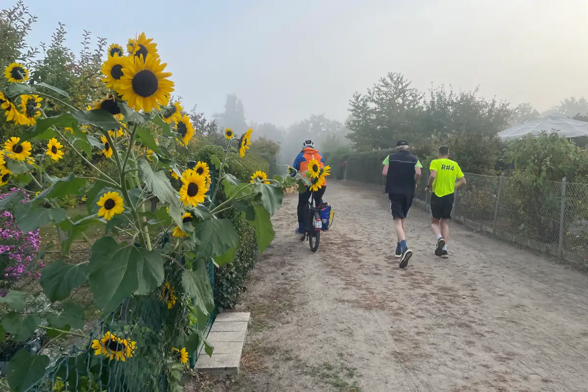 Läufer in einem Kleingartengebiet, im Vordergrund viele Sonnenblumen, im Hintergrund Nebel